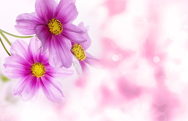 Krásné květinové pozadí. Příroda plakát — Stock fotografie
