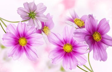 Güzel çiçek arka plan. Doğa poster