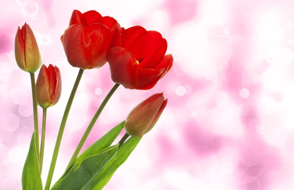 Beautiful tulip flower.Nature border — Stock Photo, Image