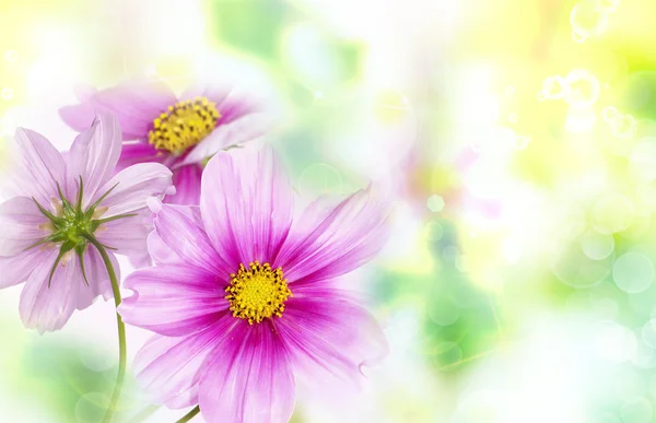 Beautiful flower background.Nature poster Stock Image