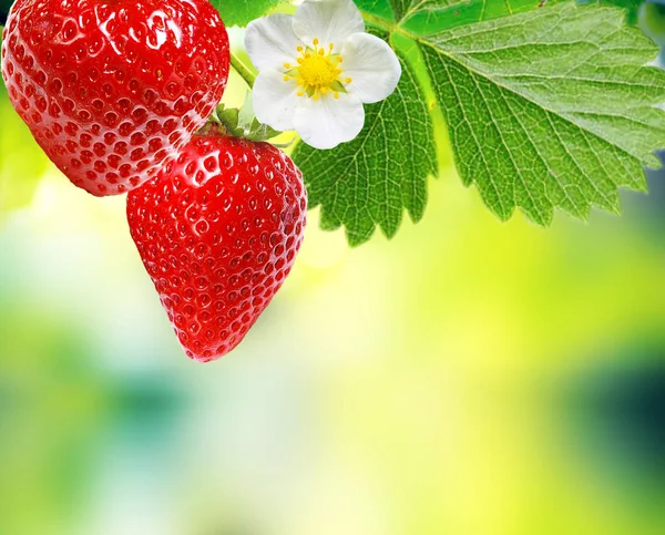 Čerstvé zahradní jahody — Stock fotografie