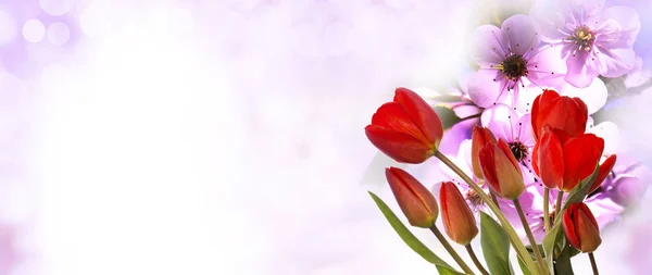 Flower.spring.easter.nature.floraler Hintergrund — Stockfoto