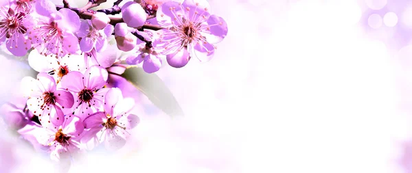 Flower.spring.nature.easter.floral 背景 — ストック写真
