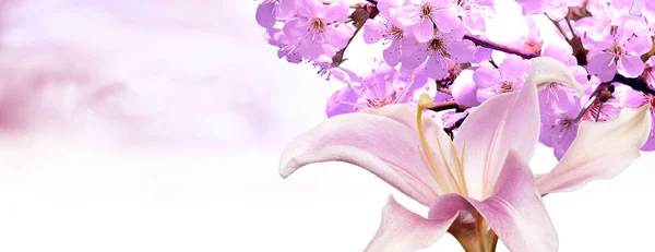 Flower.spring.nature.easter.floral 背景 — ストック写真