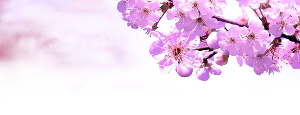 Flower.spring.nature.easter.floreale sfondo — Foto Stock