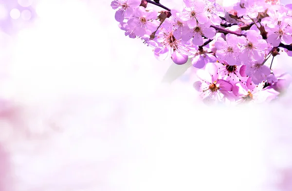 Flower.Spring.Nature.Easter.floral υπόβαθρο — Φωτογραφία Αρχείου