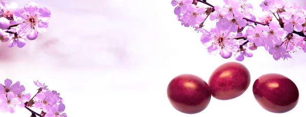 Πάσχα φόντο blossom.holiday eggs.cherry — Φωτογραφία Αρχείου