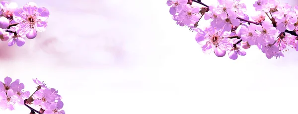 Flower.Spring.Nature.Easter.Floral achtergrond — Stockfoto