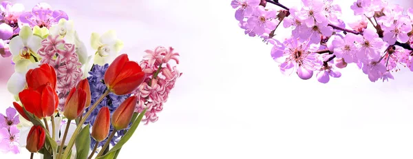 Flower.spring.nature.easter.floraler Hintergrund — Stockfoto