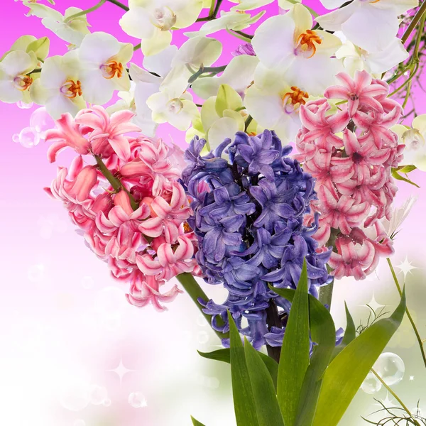 Hyacinth.spring.easter.floral background — Foto de Stock