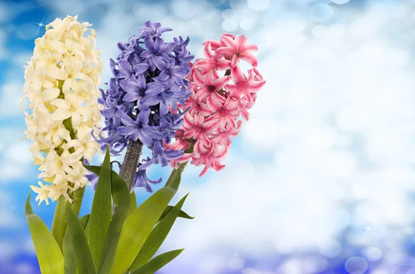 Hyacinth.Spring.Easter.Floral háttér — Stock Fotó