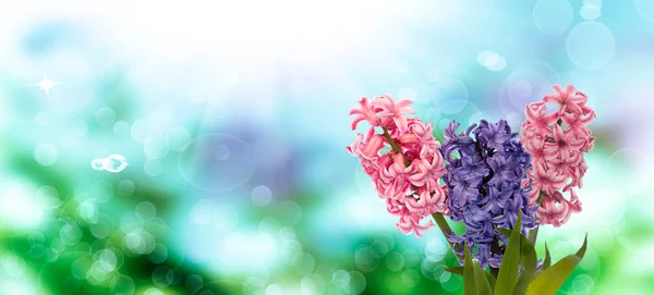 Flower.spring.nature.easter.floral background — Stock Photo, Image