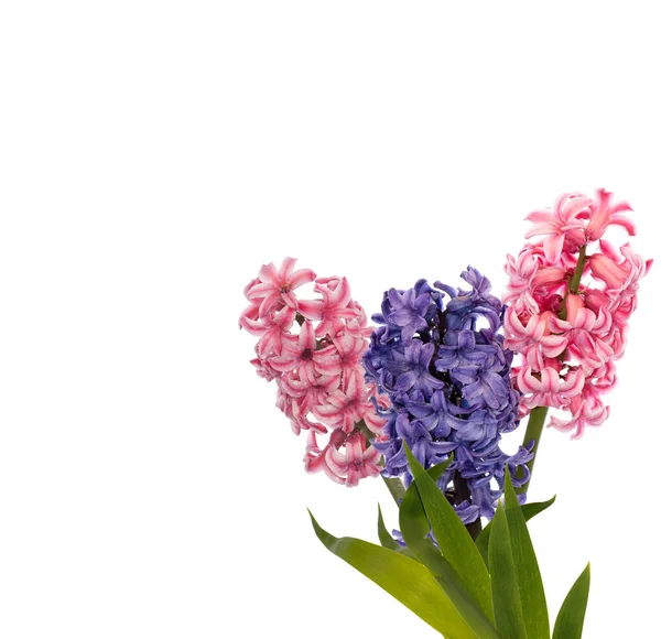 Hyacinth.Spring.Easter.Floral achtergrond — Stockfoto