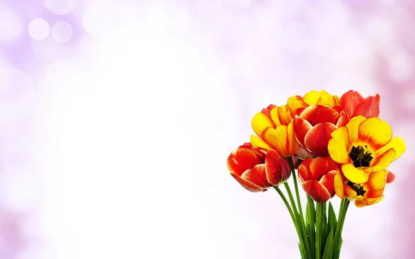 节日 Easter.bouquet 美丽的郁金香 — 图库照片
