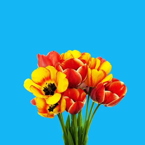 Verse kleurrijke boeket tulpen op blauwe achtergrond — Stockfoto