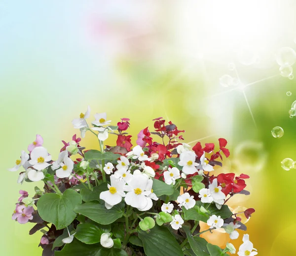 Flor de jardim begônia — Fotografia de Stock