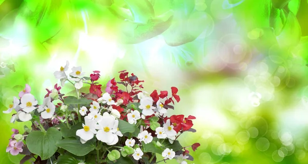 Begonia flower.nature — Stockfoto