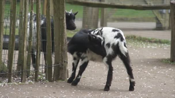Kozy, chůze v blízkosti plotu — Stock video