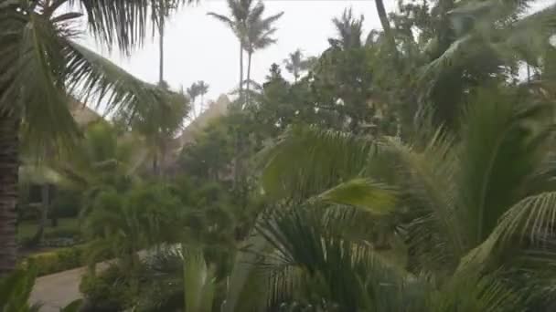 Rain storm palm trees — Stock Video