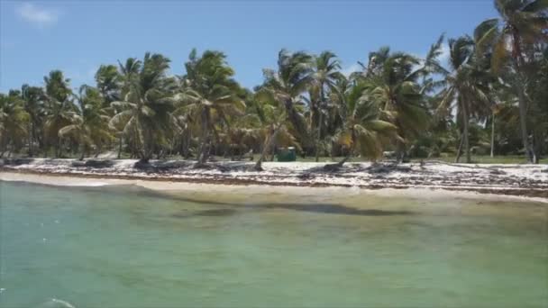 Пляжна пальма карибського моря — стокове відео