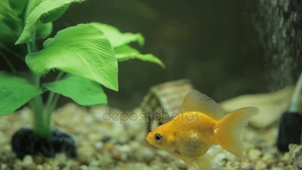 Pez dorado en un acuario y verde — Vídeo de stock