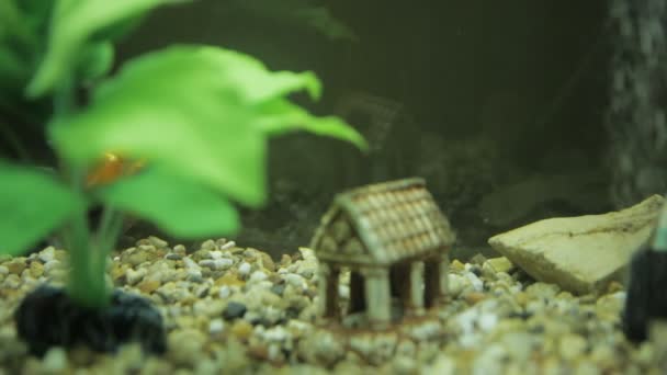 Goudvissen in een aquarium en groen — Stockvideo