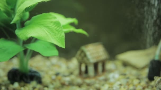 Pesce rosso in un acquario e verde — Video Stock