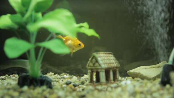 Złota rybka w akwarium i zielony — Wideo stockowe
