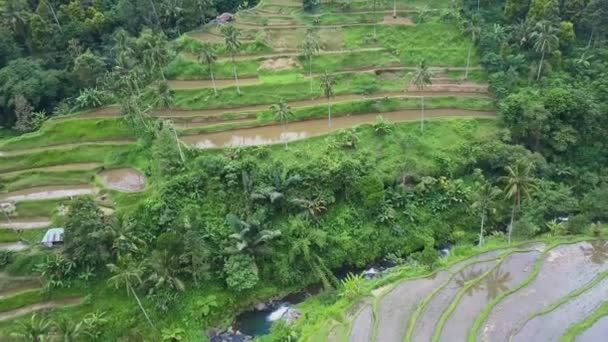 Luchtfoto rijstvelden — Stockvideo