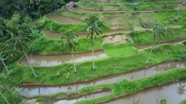 Havadan görünümü pirinç tarlaları