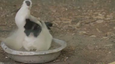 Bir kase içinde banyo iki güvercin