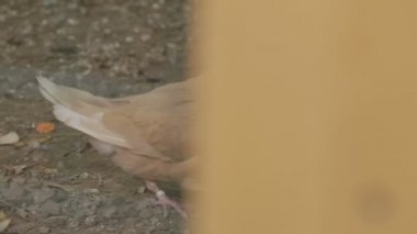 Bir kuş kafesi kase ile üç güvercin