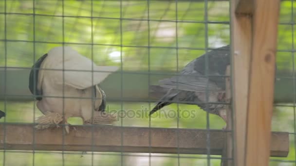 Quattro piccioni in una gabbia per uccelli — Video Stock