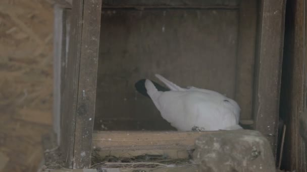 Two pigeonss pecking food. — Stock Video