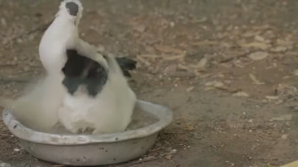 एका बाऊलमध्ये दोन कुत्रे आंघोळ करतात — स्टॉक व्हिडिओ