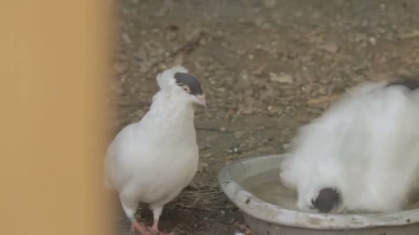 Zwei Tauben Baden in eine Schüssel geben — Stockvideo