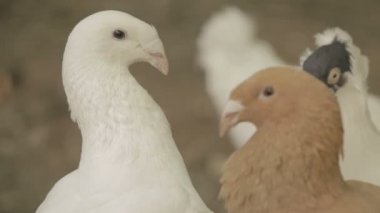 Güvercinler beyaz, kahverengi kapatmak