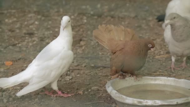 Tauben trinken Wasser aus Schüssel — Stockvideo