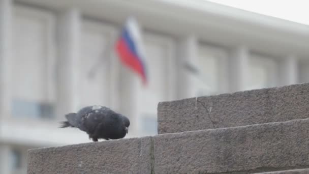 Palomas en la calle corren — Vídeo de stock