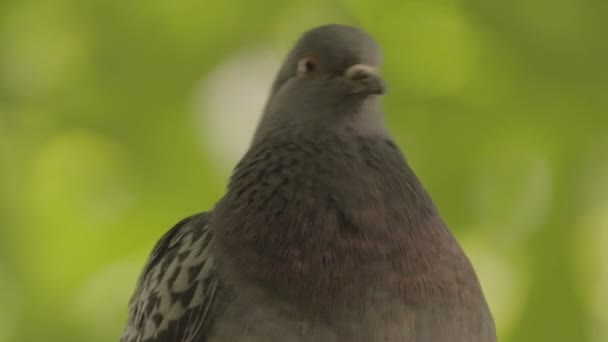 En duva på nära håll från grön bakgrund — Stockvideo