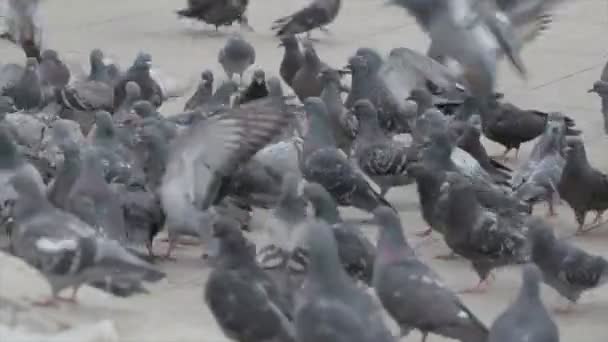 Rebanho de pombos na rua — Vídeo de Stock