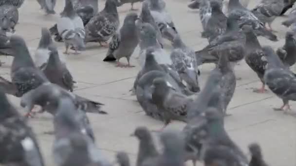 Bandada de palomas en la calle — Vídeo de stock