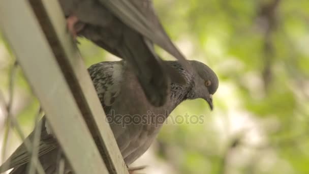 Piccioni sedersi su una recinzione verde — Video Stock