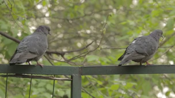 Pigeons sit on a green fence — Stock Video