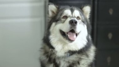 Husky köpek yere oturur