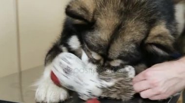 Husky Köpek ısırıkları oyuncak