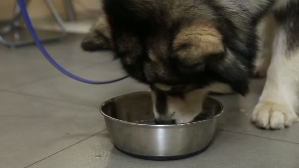 A Husky dog eats from a bowl — Stock Video