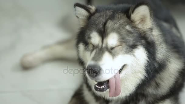 Husky dog lies on the floor — Stock Video