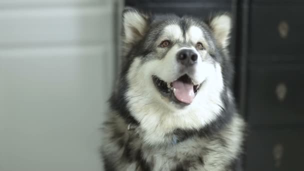 Husky perro se sienta en el suelo — Vídeo de stock