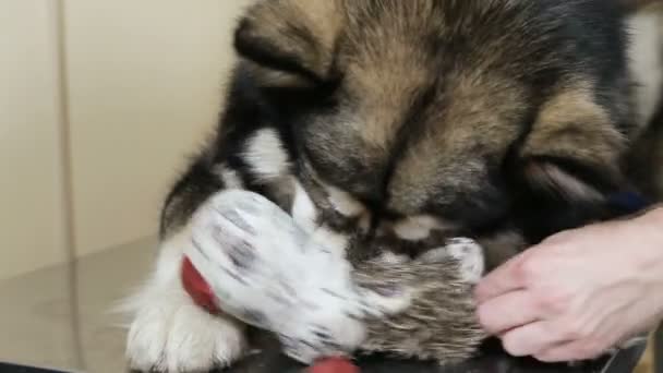 Husky perro muerde juguete — Vídeo de stock